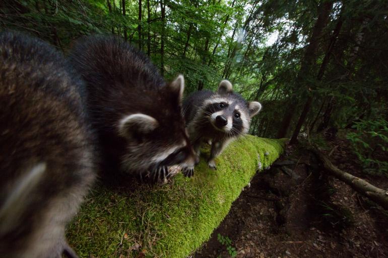Waschbären sind wohl die neugierigsten Wildtiere in unseren Breiten. So müssen die Kleinbären nach Dominik Kwetkats Erfahrung alles, was neu ist, „untersuchen“. Dazu zählen – zu seiner großen Freude – auch Kamerafallen. Canon EOS 5D Mark III | Canon EF 11–24mm f/4L USM | 13mm | 1/60 s | f/16 | ISO 1250