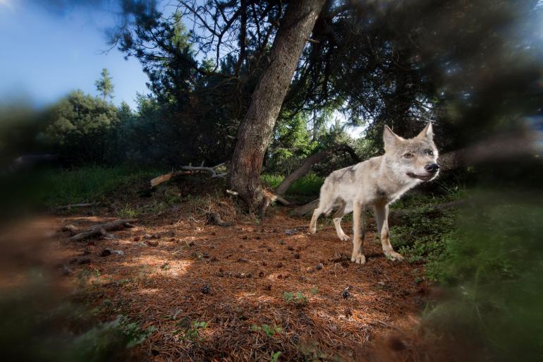Dieses Bild zeigt einen circa fünf Monate alten Wolfswelpen – aufgenommen von Dominik Kwetkat mit einer Kamerafalle im Erzgebirge. In diesem Alter unternimmt der Wolfsnachwuchs bereits kleinere Streifzüge durchs elterliche Revier. Die „Vignette“ ist das Resultat von Kondenswasser auf der Linse. Canon EOS 7D | Sigma 8–16mm F4,5–5,6 DC HSM | 8mm | 1/200 s | f/10 | ISO 640