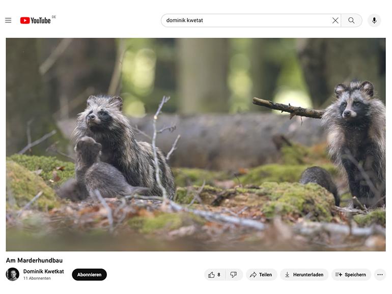 Das Video „Am Maderhundbau“ zeigt Ausschnitte aus dem Leben einer Marderhundfamilie auf Rügen.