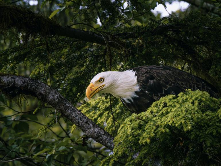 Dank des hohen Cropfaktors sind MFT-Kameras wie die Lumix G9II optimal zum Beispiel für Vogelaufnahmen geeignet.