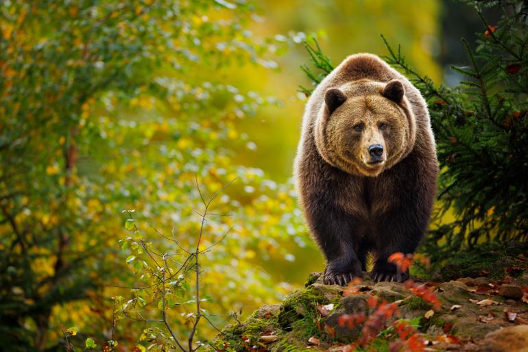 Dieses stattliche Tier fotografierte Jakubowski im Nationalpark Bayerischer Wald. Aufgenommen wurde das Bild mit einer 400mm- Brennweite. „So habe ich einen sehr flachen Winkel und eine Perspektive, die beinahe bodennah wirkt“, erklärt der Fotograf. Canon EOS R5 | 400mm | 1/320 s | f/2,8 | ISO 800