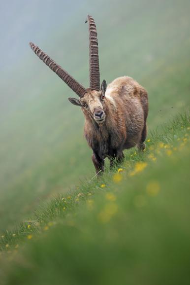 Fotograf Radomir Jakubowski fand hier einen Steinbock, der direkt auf ihn zukam – so ist ein wunderbares Tierporträt entstanden. Canon EOS R5 | 428mm | 1/250 s| f/6,3 | ISO 800