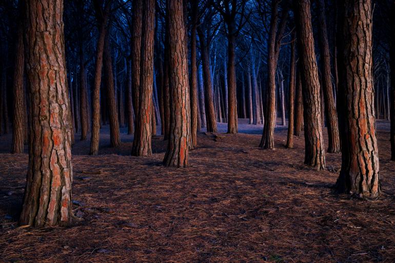 Mit dieser Aufnahme schaffte es Jakubowski in die Auswahl des internationalen Wettbewerbs Wildlife Photographer of the Year. Es zeigt einen Wald in der Toskana. Canon EOS R5 | 50mm | 13 s | f/13 | ISO 400