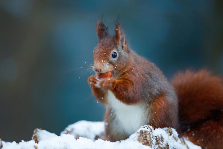Neben vielen heimischen Vogelarten begegnet man im Winter auch häufig Eichhörnchen. Besonders intensive Bildergebnisse erzielen Sie übrigens, wenn Sie sich samt Kamera auf Augenhöhe mit dem Tier begeben. Warme, wasserfeste Kleidung, eine ISO-Matte sowie ein Stativ oder Bohnensack für die Kamera helfen bei kalten und nassen Untergründen.