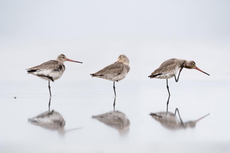 Nikon D5 | 800mm | 1/2500 s | f/5,6 | ISO 500