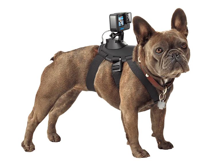 Ob beim Spielen, Laufen, Apportieren oder Graben: Diese Gurthalterung bietet Kamerahalterungen an Rücken und Brust des Hundes. Eine weiche Konstruktion soll laut Gopro dafür sorgen, dass sich Ihr Gefährte „pudelwohl“ fühlt. Die Halterung ist universell einstellbar für Hunde von 9 bis 54 Kilogramm und mit mehreren gepolsterten Verstellpunkten versehen. Der Preis: 50 Euro.