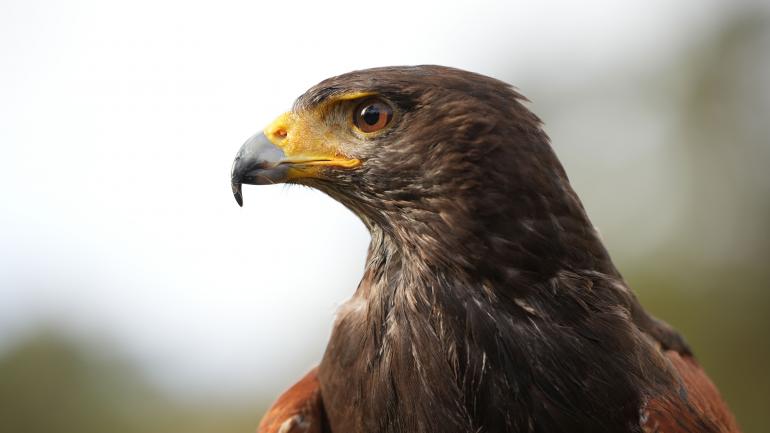Augenautofokus: Gerade bei Tierbildern muss man sich auf den Autofokus verlassen können. Moderne Objektive erkennen die Augen und stellen diese – auch bei Bewegungen – immer scharf. Sony Alpha 7 IV | Sigma 70–200mm F2.8 DG DN OS | Sports | 200mm | 1/1600 s | f/4 | ISO 640