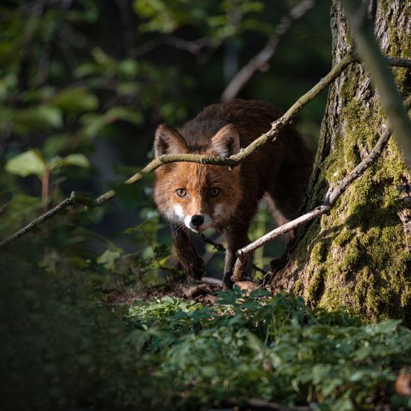 Erscheint ein wildes Tier vor Ihrer Kamera, haben Sie meist nur wenige Sekunden Zeit, um den Moment fotografisch einzufangen. Die Kameraeinstellungen sollten deshalb bereits vorausgewählt sein. Besonders intensive Wildtierfotos erzeugen Sie, wenn das Tier wie hier direkt in die Kamera blickt. Nikon D850 | Sigma 500mm F4 DG OS HSM | Sports | 500mm | 1/100 s | f/5,0 | ISO 800