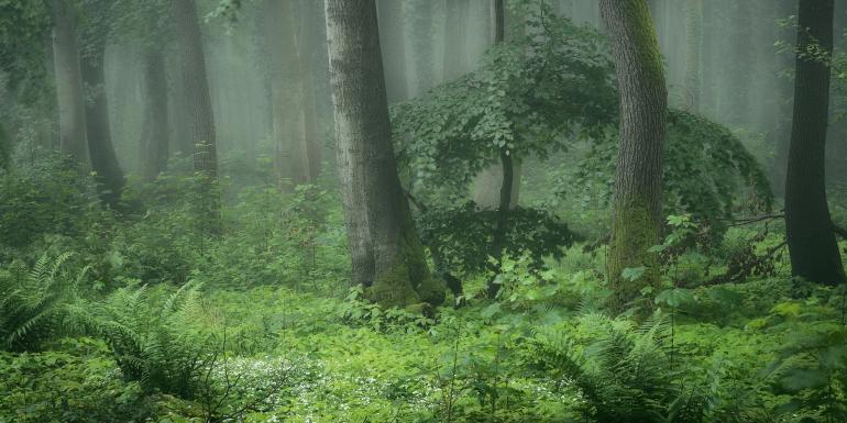 Sommerwald am frühen Morgen: Leichter Nebel sowie sanfte Bewegungsunschärfen durch eine verlängerte Belichtungszeit von 1,3 s schenken der Waldaufnahme von Carsten Velten eine träumerische und geheimnisvolle Atmosphäre. Sony Alpha 7 M3 | FE 70–200mm F4 G OSS | 70mm | 1,3 s | f/14 | ISO 100