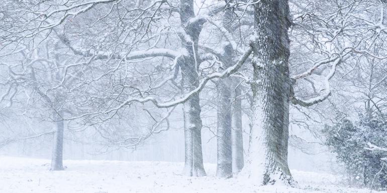 Die eindrucksvollen Einzelbäume in diesem Motiv besucht und fotografiert Carsten Velten regelmäßig. Um den Schneefall an diesem Aprilmorgen im Bild sichtbar zu machen, belichtete er 1/15 s. Der sanfte Schneeschleier hüllt die Szenerie in eine weiche und farbruhige Stimmung, was einen schönen Kontrast zu den scharf gezeichneten Ästen und Baumstrukturen durch die geschlossene Blende f/22 darstellt. Sony Alpha 7C | FE 70–200mm F4 G OSS | 102mm | 1/15 s | f/22 | ISO 800