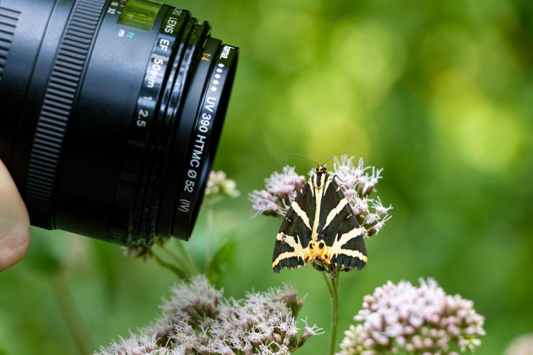 Schmetterling mit Makroobjektiv