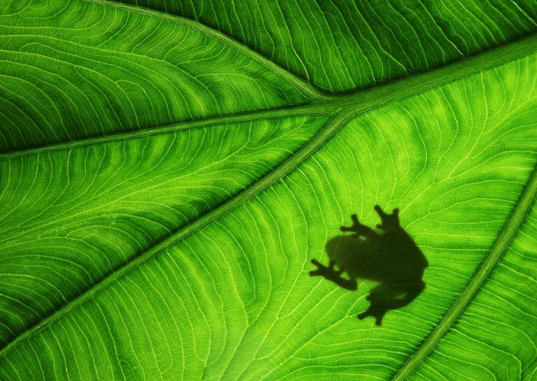 Frosch auf Blatt | Canon EOS 5D Mark II | EF 24–105mm 1:4L IS II USM | 99mm | 1/50 s | f/13 | ISO 1000