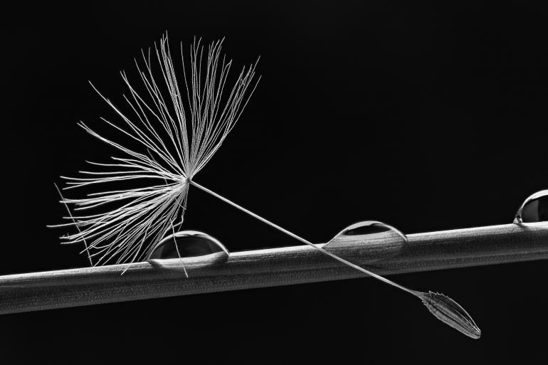 Löwenzahnsamen und Wassertropfen auf Grashalm | Olympus OM-D EM 1 Mark 2 | M.Zuiko Digital ED 60mm F2.8 Macro | 60mm | 1/6 s | f/5,6 | ISO 200