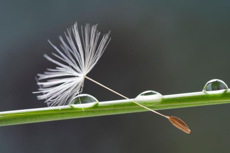 15 essenzielle Makrofotografie-Tipps für sofort bessere Fotos