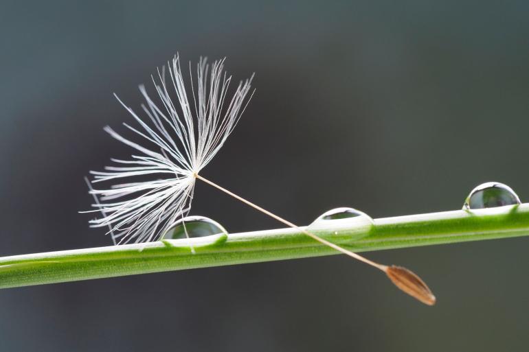 15 essenzielle Makrofotografie-Tipps für sofort bessere Fotos