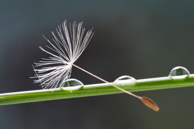 15 essenzielle Makrofotografie-Tipps für sofort bessere Fotos