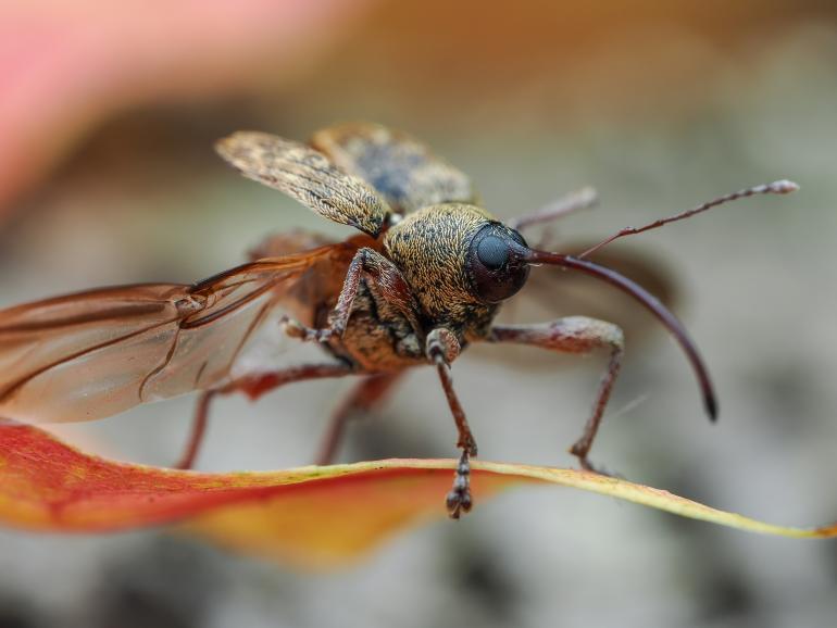 Den Moment zu erwischen, als der kleine Eichelbohrer (5 mm) seine Flügel öffnet und losfliegt, hat mit der Kombination aus Blitz und Bildstabilisierung selbst bei hohem Abbildungsmaßstab gut geklappt. OM SYSTEM OM-1 II | M.Zuiko Digital ED 90mm F3.5 Macro IS PRO | 1/160 s | f/13 | ISO 200