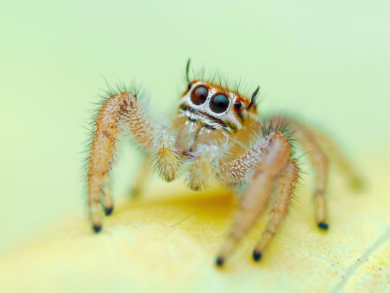 Im Makrobereich spielt die OM-1 II ihre Stärken aus und macht hier wunderschöne Details dieser nur 4 mm kleinen Springspinne bei einem Einzelbild sichtbar. OM SYSTEM OM-1 II | M.Zuiko Digital ED 90mm F3.5 Macro IS PRO | 1/200 s | f/7,1 | ISO 200