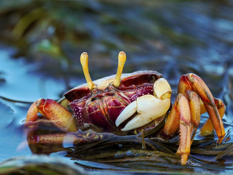 Krabbe mit Focusstack: Auch größere Motive lassen sich mit einem Makroobjektiv detailreich fotografieren – wie dieser Krebs. Das interne Focus Stacking sorgte hier für genug Schärfentiefe, um die Details scharf darzustellen. OM SYSTEM OM-1 II | M.Zuiko Digital ED 90mm F3.5 Macro IS PRO | 1/100 s | f/7,1 | ISO 200