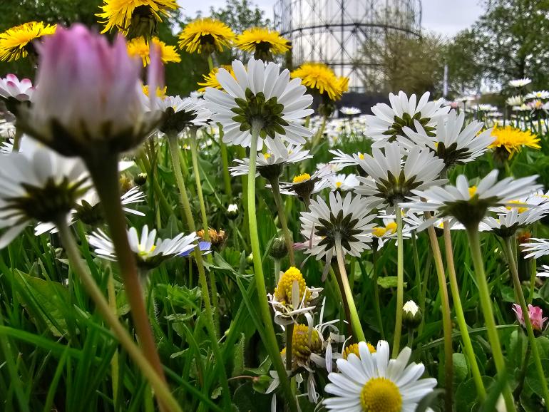 Blumen „von unten“: Smartphone drehen und kreativ einsetzen. (Aufgenommen mit dem Samsung Galaxy S24 Ultra)