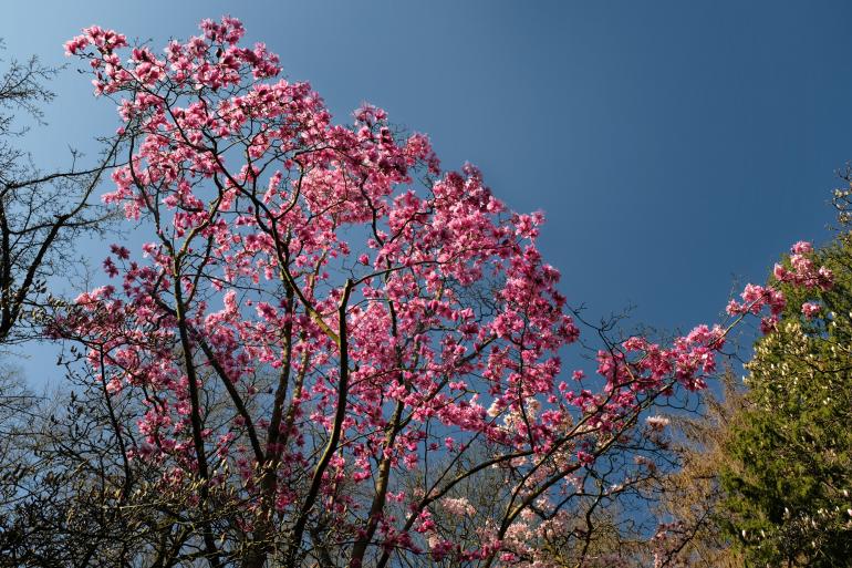 Polfilter für Himmelskontraste: Der Effekt des Polfilters gegen blauen Himmel ist klar erkennbar: Die Blüten sehen lebendiger aus, der Himmel hat ein tieferes Blau.