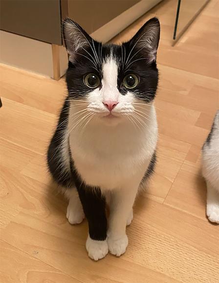 Kater