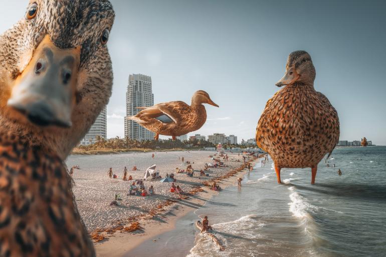 „The curious ones“