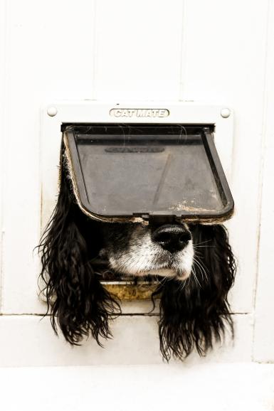Overall Winner &amp; Dog Category Winner: „Not Just For Cats“
