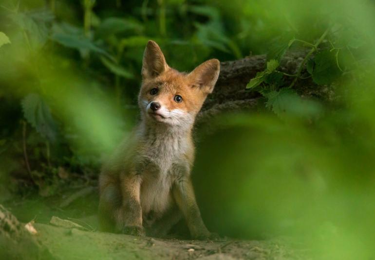 Beide Tierporträts fesseln durch den Blick der Füchse in die Kamera. Dem Fuchswelpen hier begegnete Mareike Mattfeldt an einem frühen Morgen Ende Mai: „Es war noch vor sechs Uhr. Der Fuchswelpe war schüchtern und blieb im Baueingang...