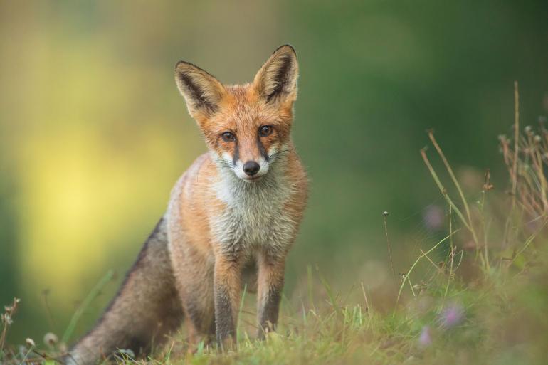 Rotfuchs | Canon EOS 5D Mark IV | EF 500mm f/4L IS USM + Extender EF 1.4× II | 700 mm | 1/1250 s | f/5,6 | ISO 2500