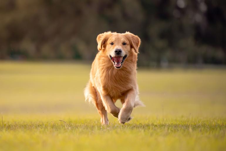 Ein erwachsener Golden Retriever spielt und rennt in einem Park auf einem offenen Feld.