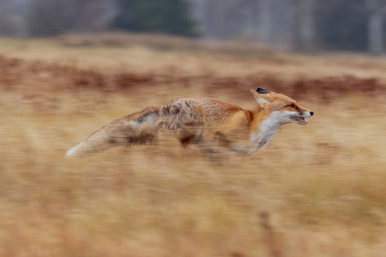 Bei dieser dynamischen Wildlife-Aufnahme wurde der Hintergrund durch Mitziehen der Kamera verwischt. Im scharfen Kontrast dazu steht der Fuchs.
