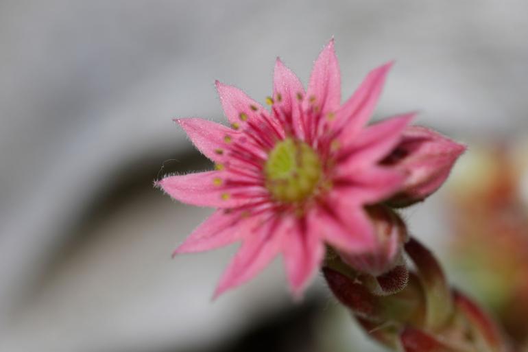 Um die kleine Blüte mit haarscharfen Details im Bild wiederzugeben, nahm Bettina Dittmann insgesamt 34 Fokusebenen auf – drei davon sehen Sie hier – und setzte diese anschließend mit der Software Helicon Focus zusammen.