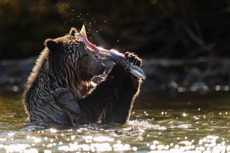 Hungriger Bär | Fujifilm X-T3 | 280 mm | 1/4000 s | F/2,8 | ISO 500