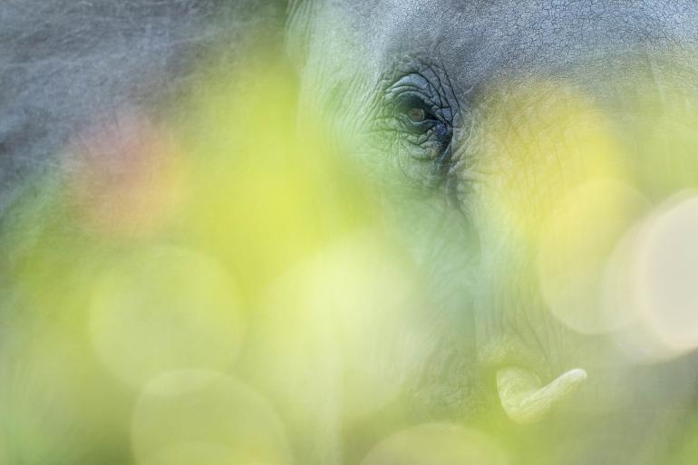 Für David DuChemin ist Fotografie weit mehr als nur das Festhalten eines Augenblicks. Mit seinen Bildern möchte er Geschichten erzählen – wie auch hier: Was mag wohl der Elefant gedacht haben, als er den Fotografen entdeckt hat? Elefantenauge | Sony Alpha 1 | 840 mm | 1/2000 s | F/5,6 | ISO 2000