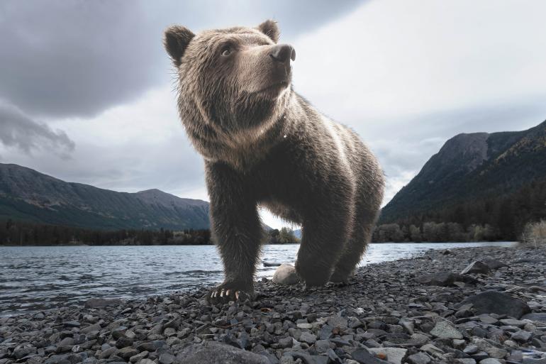 Auf Tuchfühlung mit einem mächtigen Bären ging David DuChemin im Chilcotin River, British Columbia, Kanada. Bären zählen zu den liebsten Motiven des Fotografen – auch, weil man ihnen menschliche Eigenschaften nachsagt. Mächtiger Bär | Sony Alpha 6600 | 10 mm | 1/1000 s | F/5,6 | ISO 1000