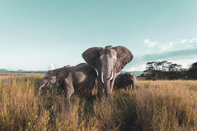 Das Lewa Wildlife Conservancy ist ein privates Naturschutzgebiet im Norden Kenias. Auch Elefantenherden sind hier ansässig, die David DuChemin aus nächster Nähe ablichten konnte. Elefantenherde | Sony Alpha 1 | 24 mm | 1/1000 s | F/9 | ISO 2000