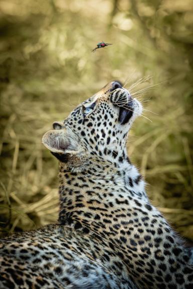 Das südafrikanische Ulusaba Reservat erstreckt sich über etwa 13.500 Hektar und bietet eine beeindruckende Vielfalt an Wildtieren, darunter Löwen, Elefanten, Nashörner, Büffel und Leoparden, die sich gelegentlich von Käfern ablenken lassen. Neugieriger Leopard | Sony Alpha 1 | 300 mm | 1/1600 s | F/4 | ISO 1250