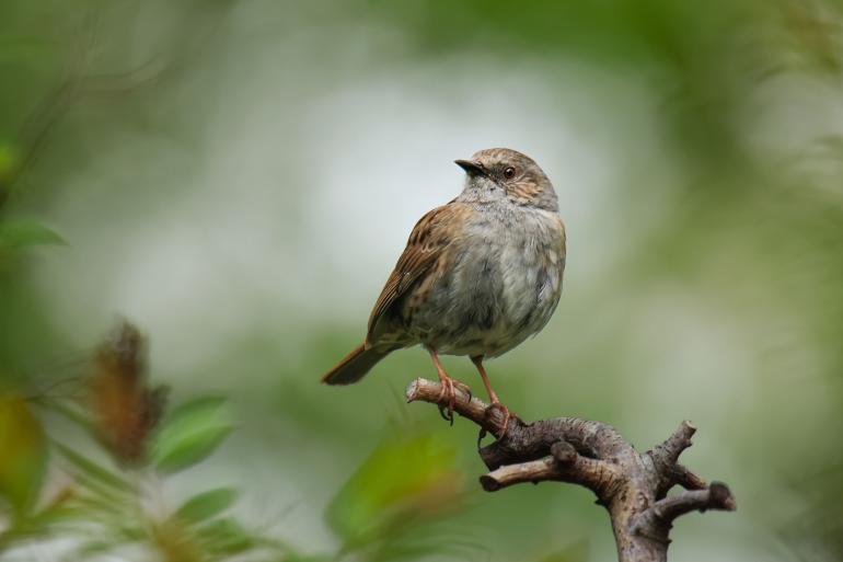 Canon EOS R7 | 600 mm | 1/1250 s | f/6,3 | ISO 800