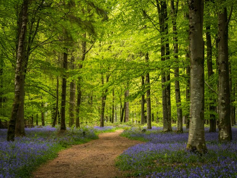 Waldweg