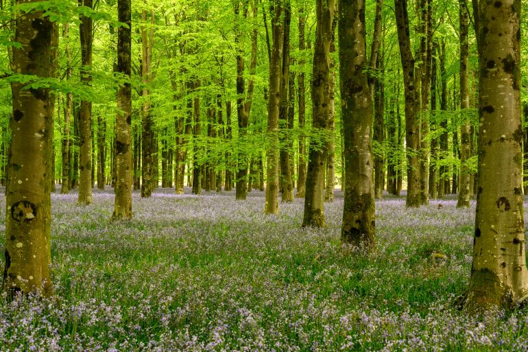 Blühende Frühlingsblumen im Wald