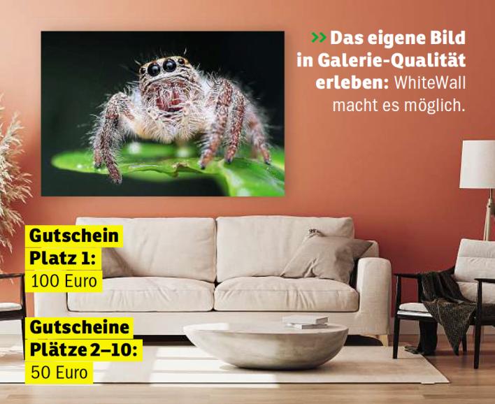 Das eigene Bild in Galerie-Qualität erleben: WhiteWall macht es möglich.