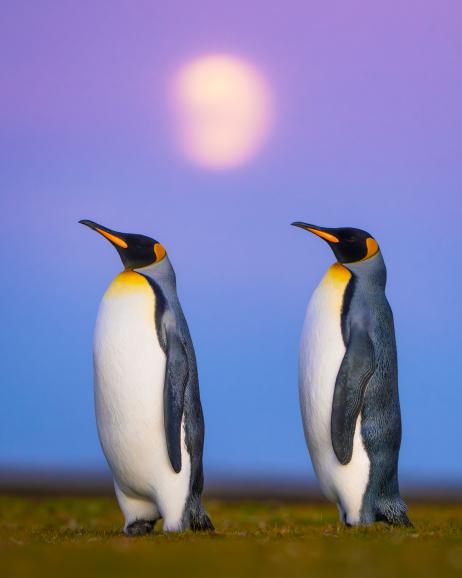 Königspinguine