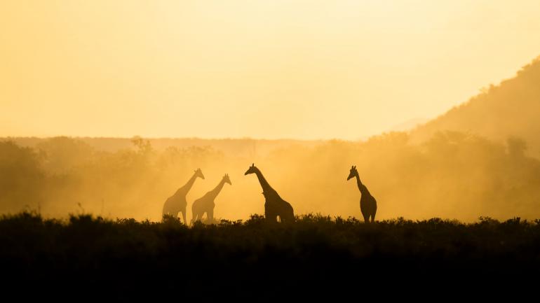Silhouette: Giraffen im Gegenlicht, Staub in der Luft – ein magischer Fotomoment.