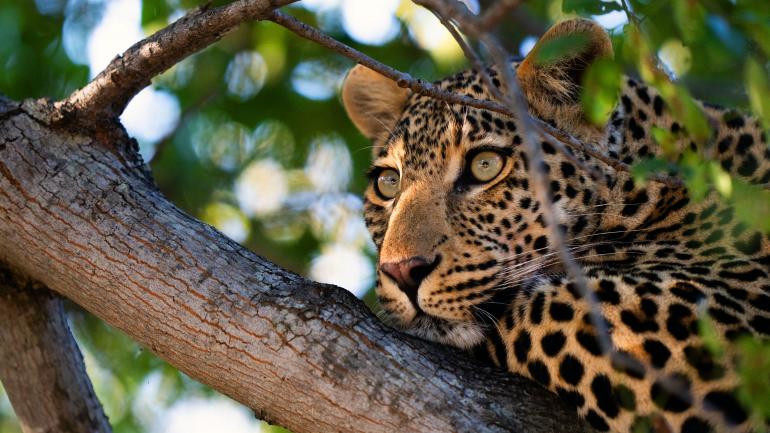 Leopard im Blick: Im südafrikanischen Krüger-Nationalpark ging Levi Fitze auf Tuchfühlung mit einem Leoparden.