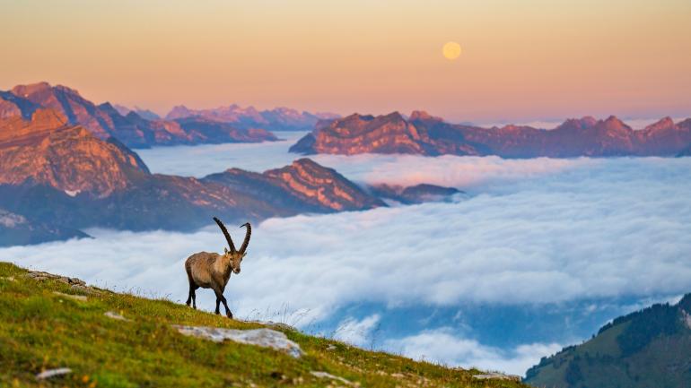 Alpensteinbock: Als einen seiner schönsten Momente im vergangenen Jahr beschreibt Levi Fitze diese Begegnung über den Wolken im ersten Licht des Tages bei Vollmond.