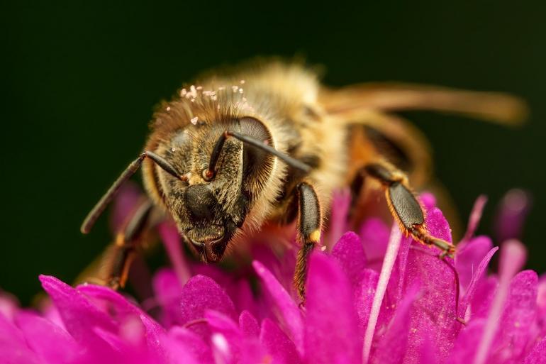Sony A7 IV | Laowa 90mm f/2.8 Macro | 90 mm | 1/100 s | F/8 | ISO 200