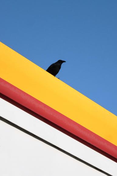 Ein Rabe posiert für Klumpe auf einer Tankstelle. „Kaum habe ich die Aufnahme gemacht, ist er davon geflogen“, verrät der Fotograf.
