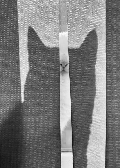 Gato Na Janela (Katze am Fenster) (Kategorie: Tiere)