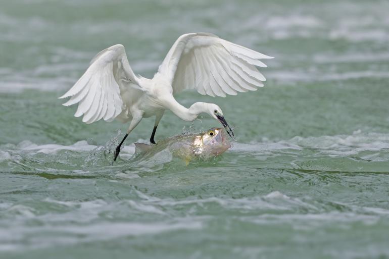 Nupie Rule (Kategorie: Nature &amp; Wildlife)
